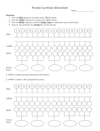 Mrna and transcription worksheet review worksheet answer key covering ib biology content on transcription and translation this worksheet. Visual Protein Synthesis Worksheet