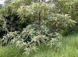 Image result for Solanum mauritianum