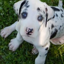 In 1990, our love of the breed drew us to our first dog show (just to watch and dream a little). The Phoenix Danes Pet Service In Dunnellon Florida