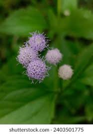 Image result for Kyllinga odorata