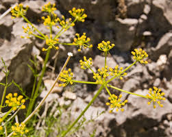 Image result for Campylospermum vogelii