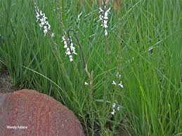 Image result for Striga bilabiata