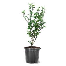 3 gal. Double Althea White Flowering Shrub