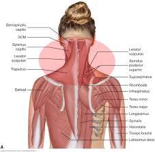 Back Of Neck Anatomy Diagram Catalogue Of Schemas