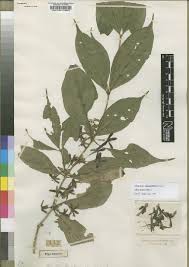 Image result for Leptactina platyphylla