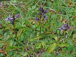 Image result for Swertia erosula