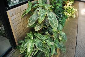 Image result for Sanchezia