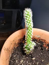 Old man cactus, bunny cactus, old man of mexico, white persian cat cactus. What S My Cactus And Why Won T It Stand Up On Its Own Cactus