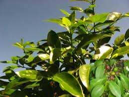 Image result for Canthium inerme