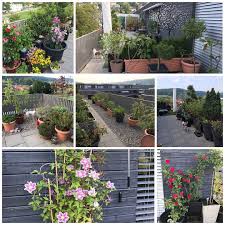 Auch Wenn Kein Garten Im Ublichen Sinne Vorhanden Ist Eine Grosse Terrasse Kann Ebenso Viele Topfe Aufnehmen Und Auch Arbeit Bereiten Mit 93 Blumen Plants Away