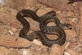 Snakes this large definitely has the experience of killing people, indeed. Field Herp Forum View Topic Ky Serpents Beautiful Snakes Garter Snake Snake