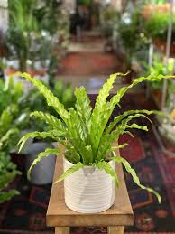 Image result for Asplenium angolense