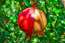 We did not find results for: Pomegranate Fruits Different Types Different Fruits Close Up Stock Photo Picture And Royalty Free Image Image 142268507