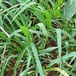 Image result for Cynodon nlemfuensis