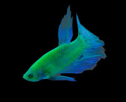 I don't have a name for him yet but have considered: Glofish Introduces Bettas To Fluorescent Fish Offerings