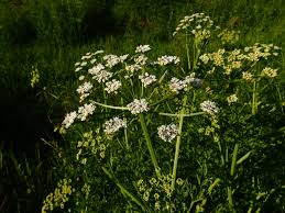 Image result for Oenanthe procumbens