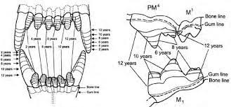 Progressive Wear On Wolf Teeth Incisors Canines And Carnassials Download Scientific Diagram