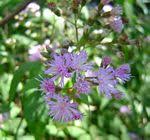 Image result for Vernonia nepetifolia