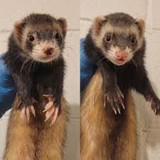 Profili për Atlantic Critters Rescue