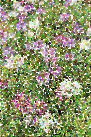 Native plant gardeners in illinois have access to dozens of plant sales across the state. Abstract Of Pointillized Spider Flowers Binomial Name Cleome Hassleriana Sparkler Mix Native To South America In A Summer Garden July In Northern Illinois Freestock Photos