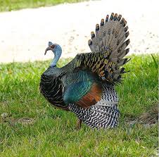 Birds That Look Like Turkeys Ocellated Turkey Wikipedia Animals Turkey Bird