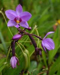 Image result for Monodora grandidieri