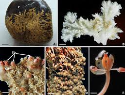 Image result for Tristicha trifaria