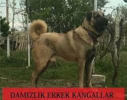 Damizlik Erkek Kangallar