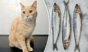Many people ask the question why is it that in the hare krishna movement we do not eat onions and garlic. Cat Feeding Warning Feline Almost Died After Eating Fish Covered In Onion And Garlic Nature News Express Co Uk
