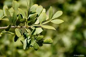 Image result for Schrebera