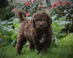 The experience also becomes rewarding as you watch your puppy grow and learn new things. Lambscreek Lagotto Romagnolo Home