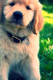 16 dogs who proposed marriage for their humans puppy proposal dog proposal wedding proposals