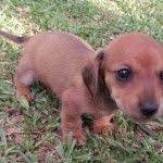 We offer the nicest akc miniature dachshund puppies for sale you will find anywhere. Red Smooth Coat Teacup Miniature Dachshund Puppy Dachshund Puppy Miniature Dachshund Puppies For Sale Dachshund