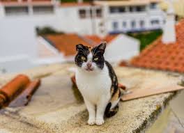 Small punctures, which can be just as dangerous keep cats indoors overnight, when most cat fights occur. Cat Ear Injuries Injuries In Ear Of Cats Petmd