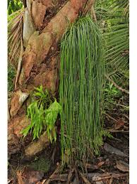 Image result for Vittaria