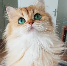 Cat Friday Four Delightfully Cute Insta Cats To Follow Right Meow Bloglander