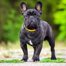 French Bulldog Pdsa