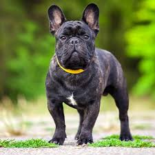 Bat ears, which are high set, broad at its base and elongated and rounded at the top, standing erect. French Bulldog Pdsa