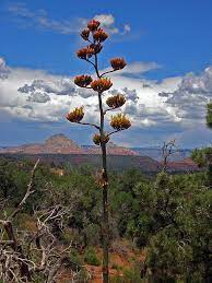 We did stop and walk up onto the kelso dunes. 5 Edible Desert Plants Plantsnap Identify Plants Trees Mushrooms With An App