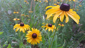 Local ecotype native plants missouris natural plant communities offer a diversity of native plants to gardeners. Lake Gardening For Summer Blooms And Deer Resistance Grow Missouri Native Flowers Lake Of The Ozarks Community News Lakeexpo Com