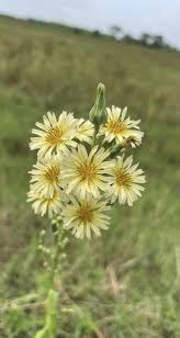 Image result for Lactuca indica