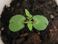 To harvest the seeds for replanting, pick the seed pods directly from the tree when they are dry (pods that have fallen to the ground may not contain seeds). Jacaranda Mimosifolia Wikipedia