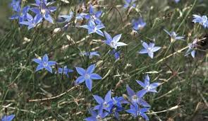 Image result for Wahlenbergia pulchella