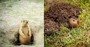 Check spelling or type a new query. Find Out What Attracts Gophers To Your Yard Hello Lidy