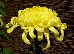Maybe you would like to learn more about one of these? Chrysanthemum Wikipedia