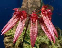 Image result for Bulbophyllum longiflorum