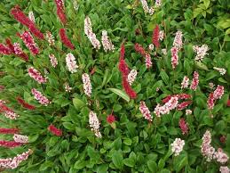Image result for Persicaria hystricula