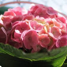 Kết quả hình ảnh cho cẩm tú cầu nhiều màu