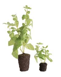 Faux Basil Drop In In 2020 Basil Backyard Plants Plants
