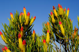 Image result for Penaeaceae